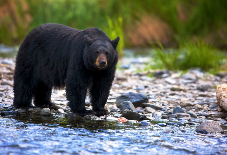 Safety Guide to Bears in British Columbia