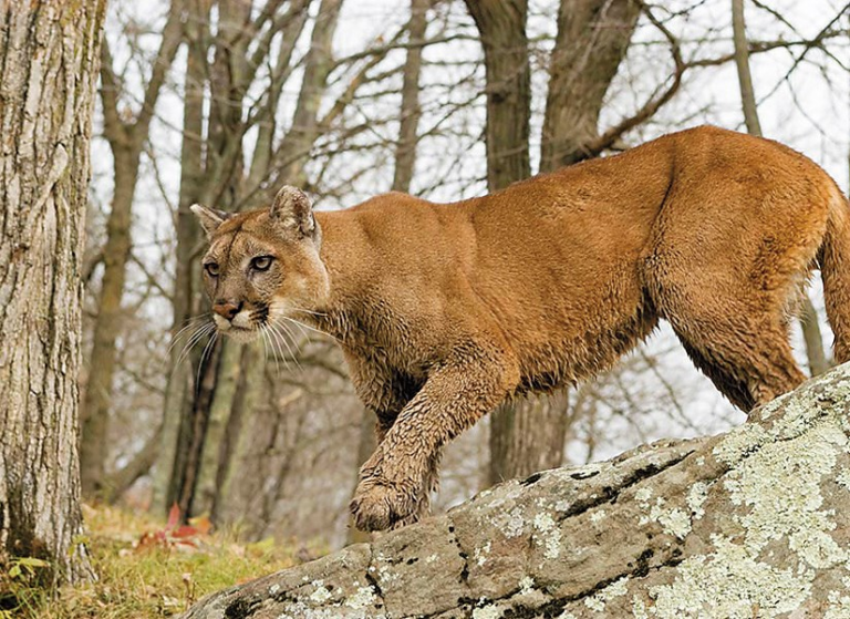 Safety Guide to Cougars in British Columbia